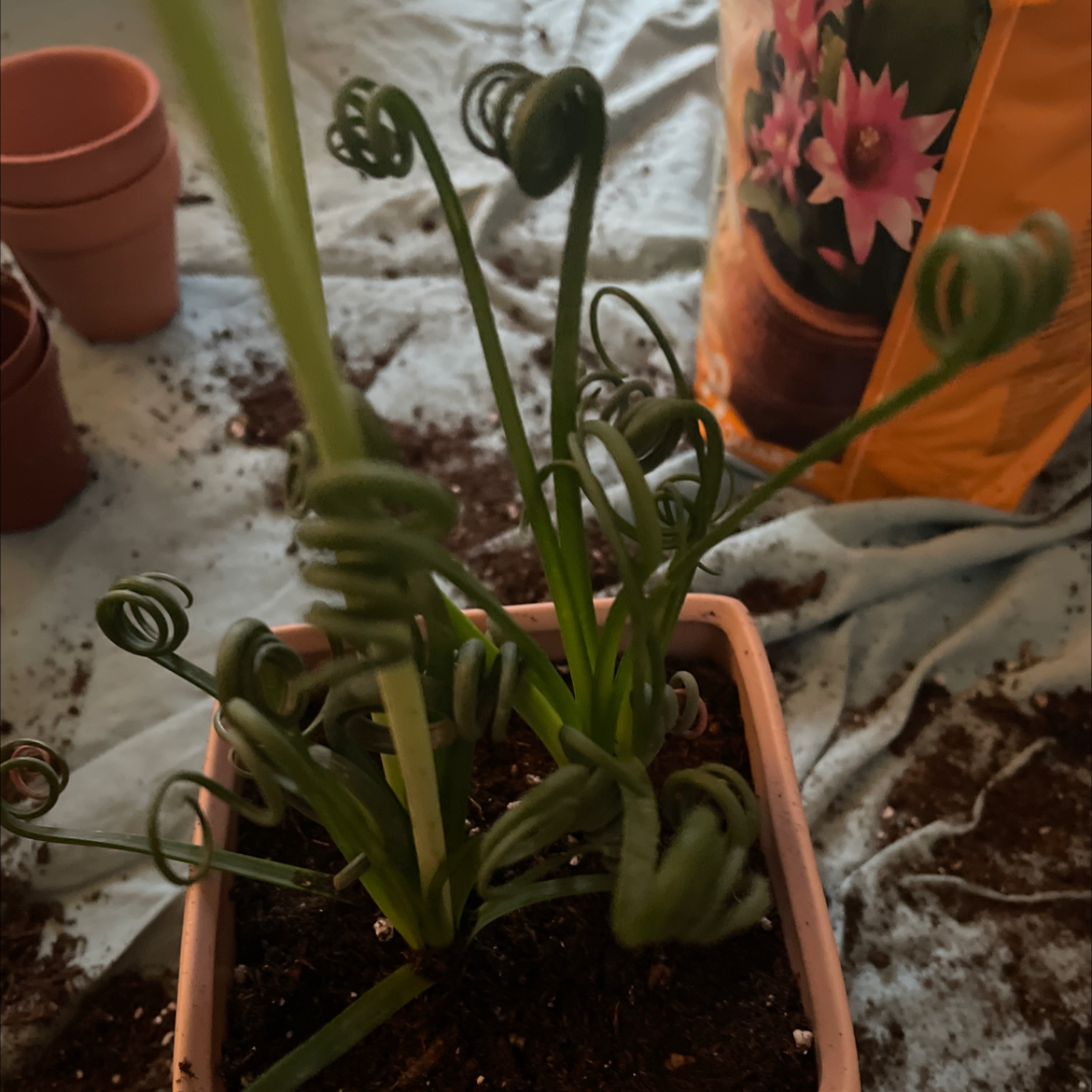 Photo of the plant species Albuca Spiralis by Mason named Mrs. Frizzle on Greg, the plant care app