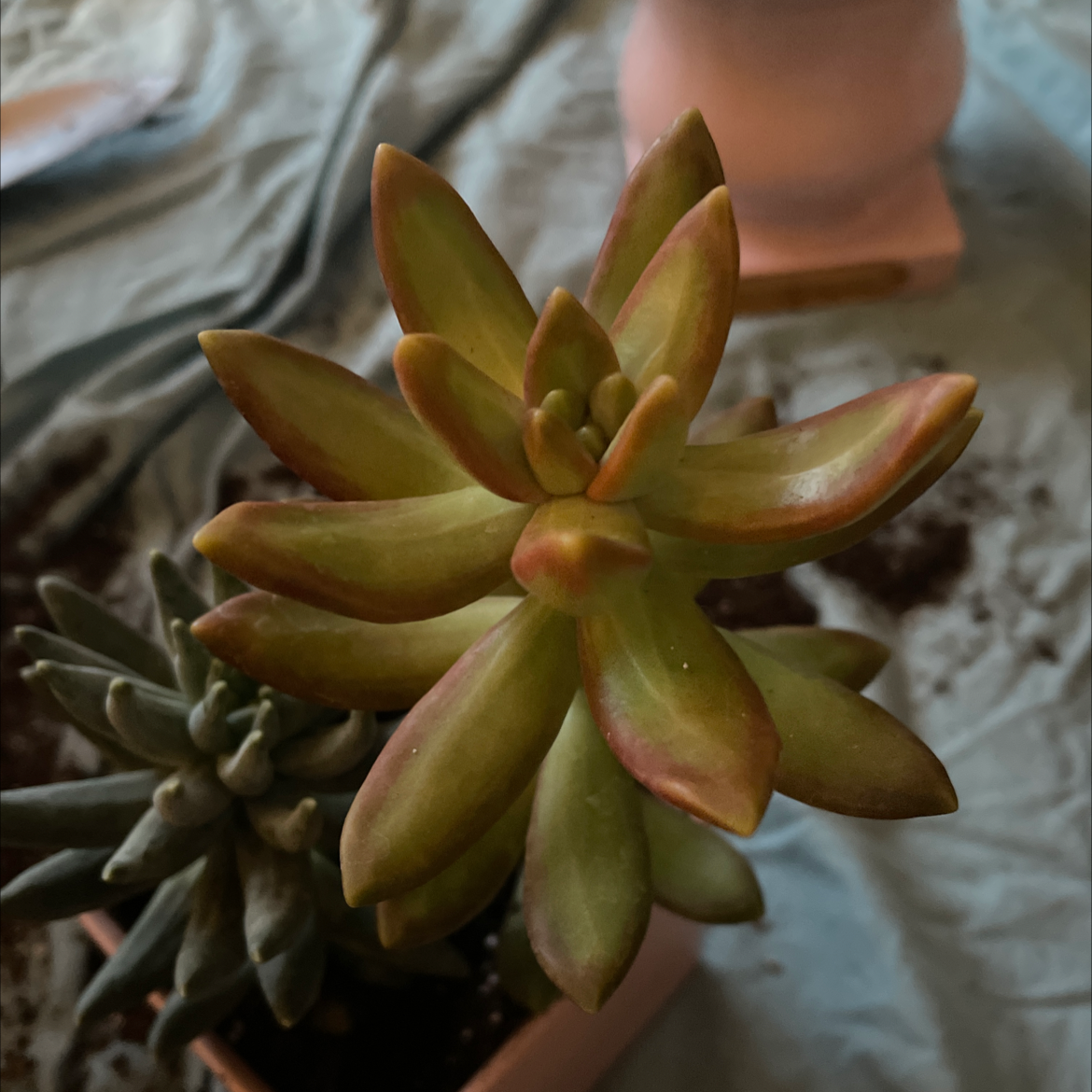 Image of a Little Jewel succulent with reddish tips and visible soil in the pot.