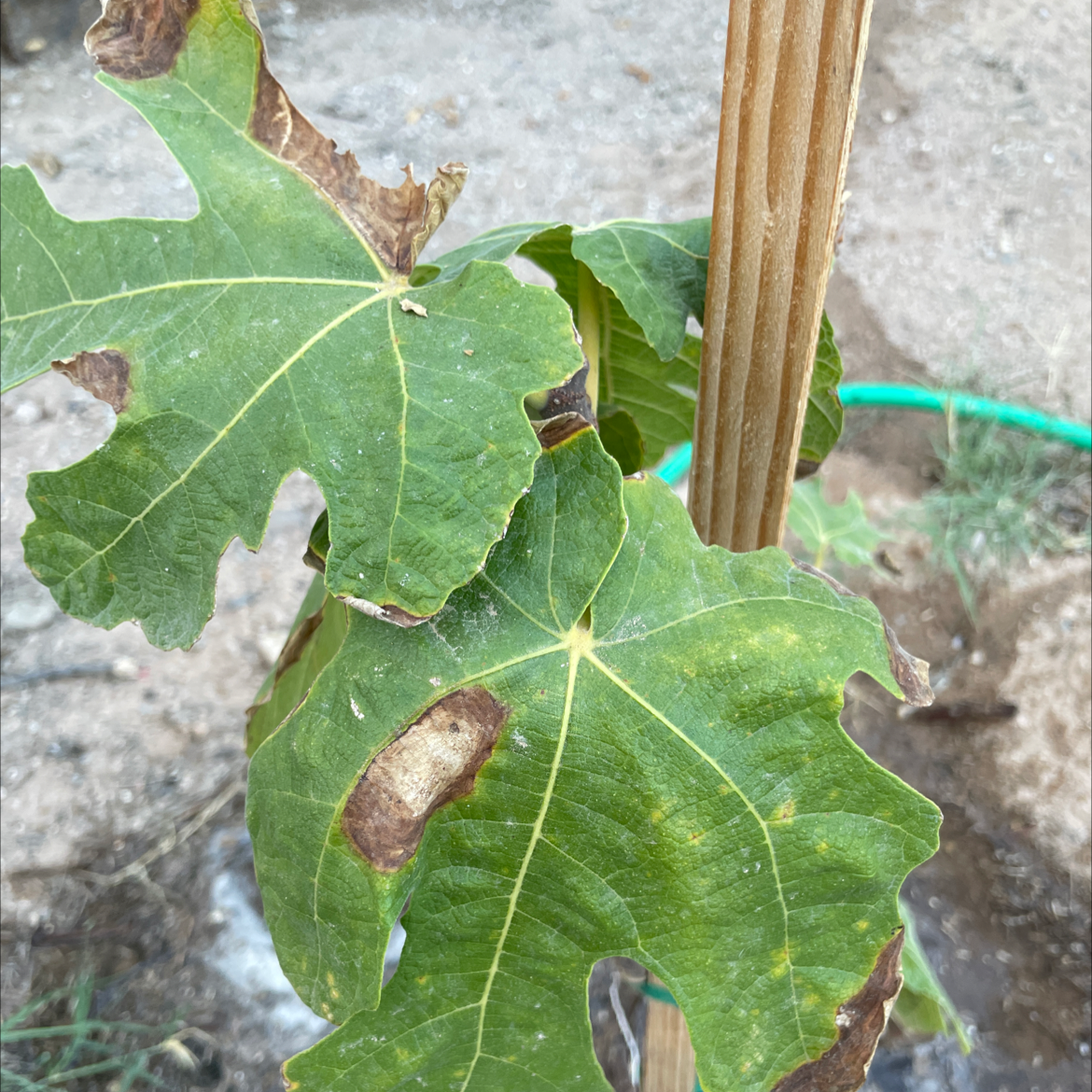 Brown Turkey Fig plant with browning leaves supported by a wooden stake.