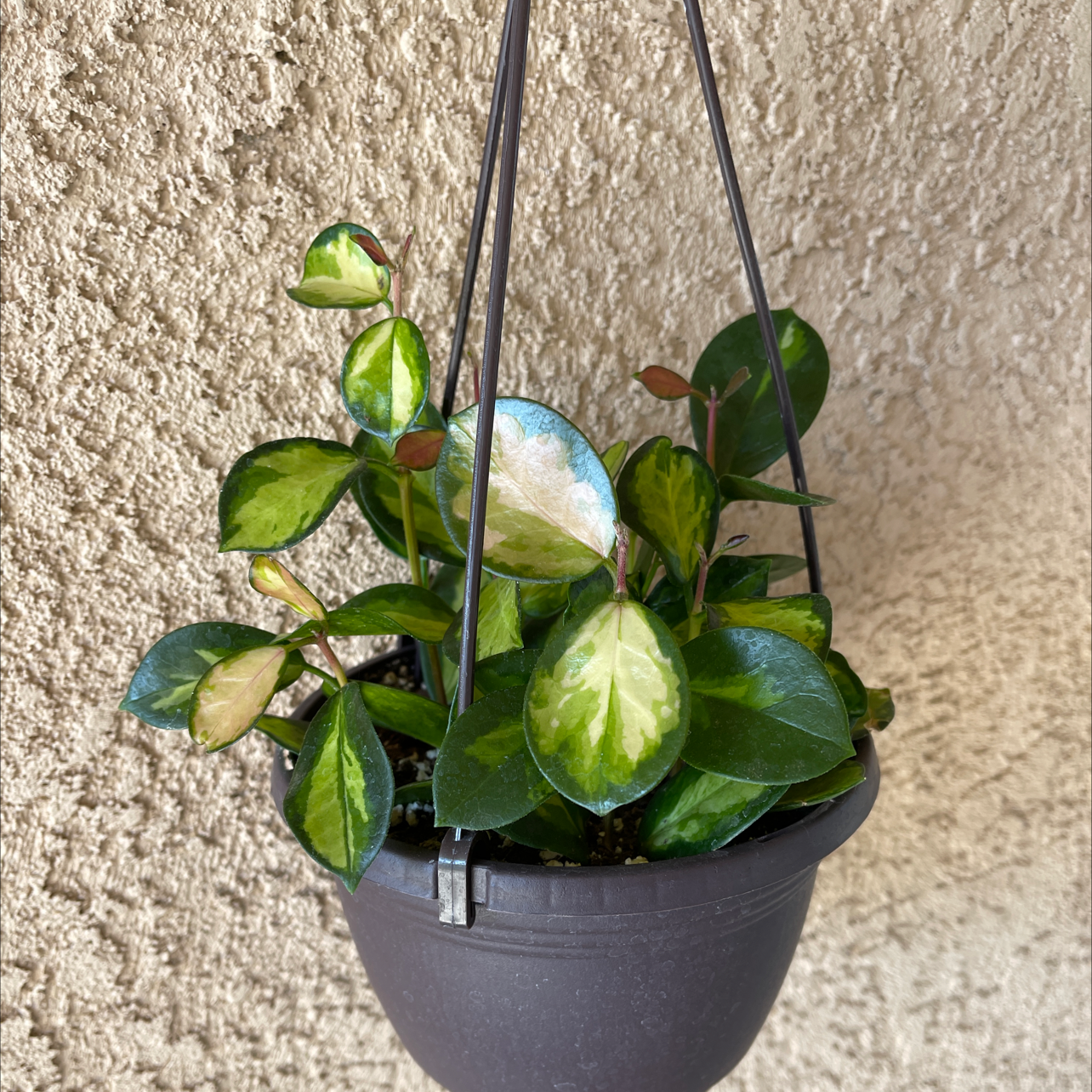 Hoya 'Lisa' plant in a hanging pot with variegated green leaves.