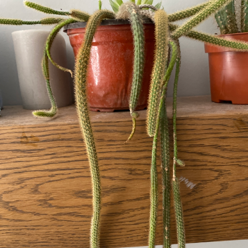 Mexican Night-Bloom Cereus plant with long, thin stems in a red pot on a wooden surface.