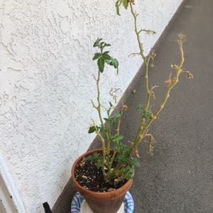 Tomato Plant plant photo by @Melberry named Gery on Greg, the plant care app.