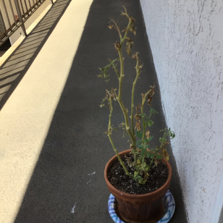 Tomato Plant plant photo by @Melberry named Blaze on Greg, the plant care app.