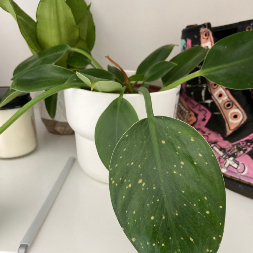 Philodendron 'Congo' plant in a white pot with some yellow spots on the leaves.