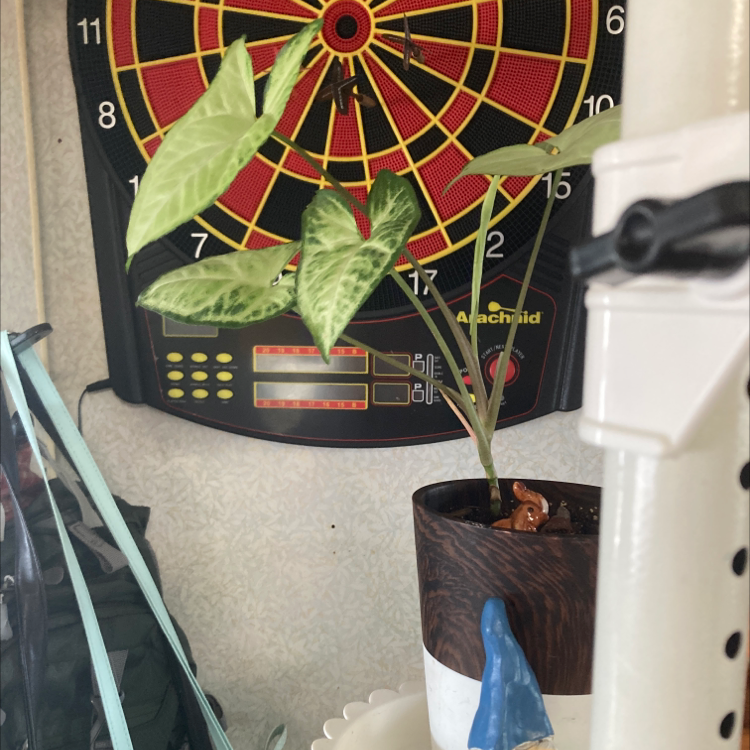 Photo of the plant species Roxana Arrowhead Plant by @godsammit named Delilah on Greg, the plant care app