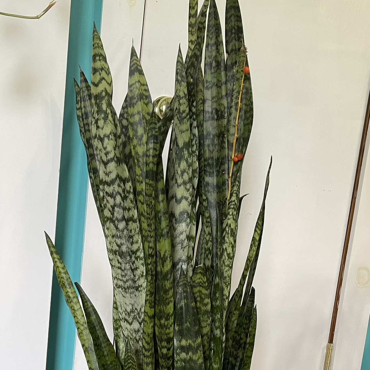 Snake Plant plant photo by @Killaplants named Tom on Greg, the plant care app.