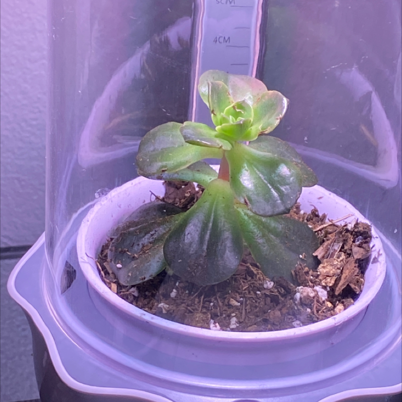 Photo of the plant species Green Pinwheel by @Jtbross02 named Angus on Greg, the plant care app