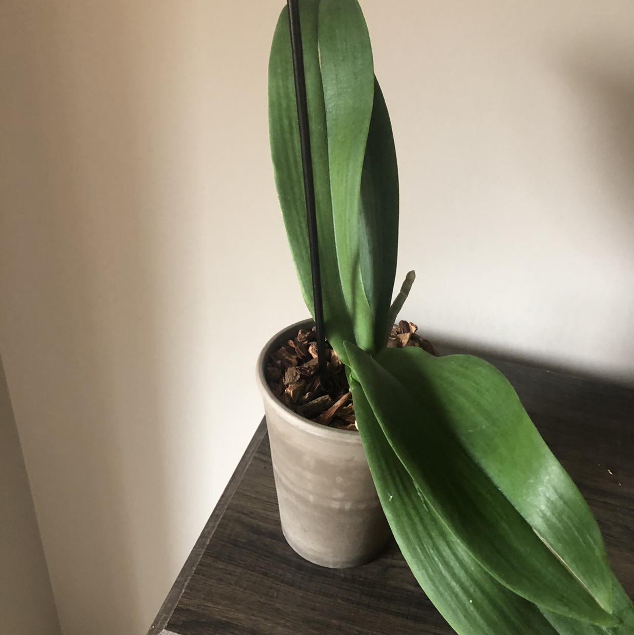 Phalaenopsis Orchid plant photo by @LucasD named Messi on Greg, the plant care app.
