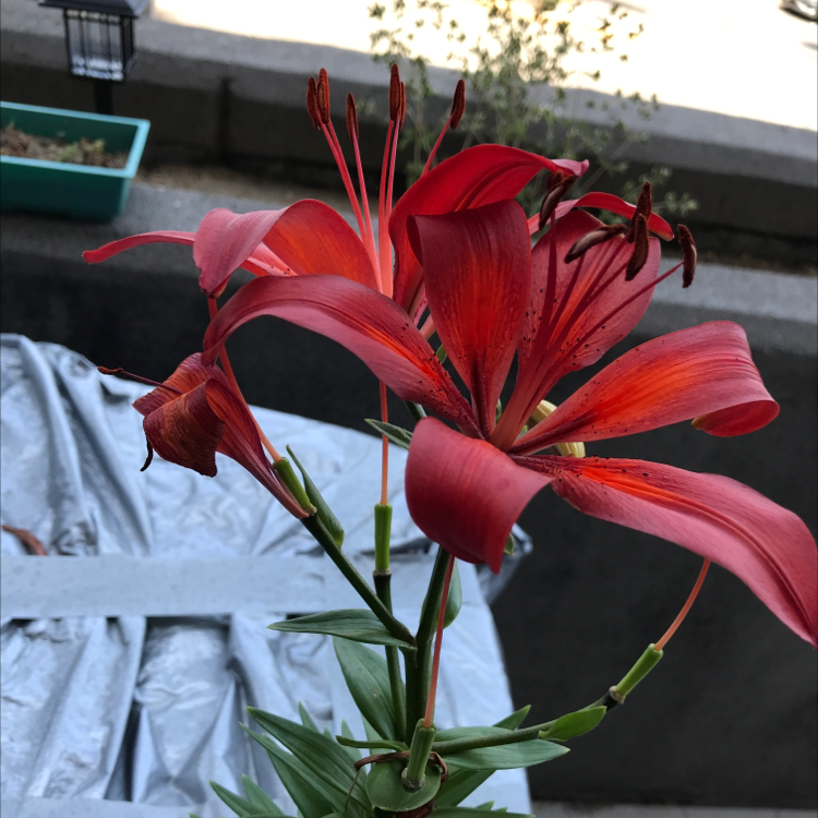 Orange Daylily with vibrant red-orange flowers, well-framed and in focus.