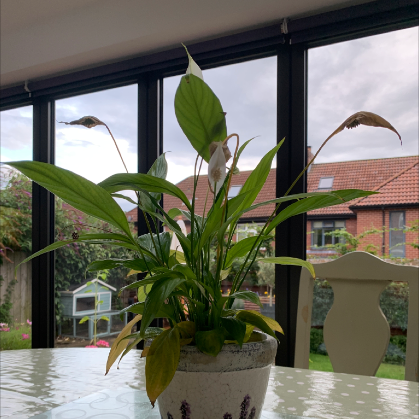 Peace Lily plant photo by @amligb named flo <3 on Greg, the plant care app.
