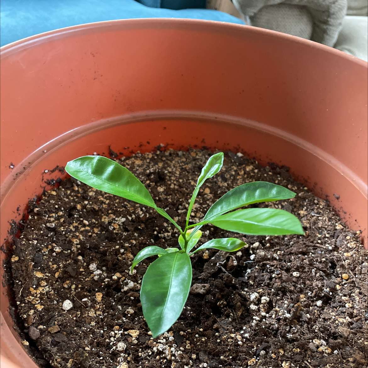 Young Orange Tree plant in a pot with visible soil and healthy green leaves.