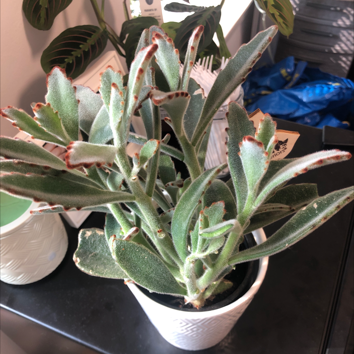 Panda Plant plant photo by @Singleplantmomy named Smadar on Greg, the plant care app.