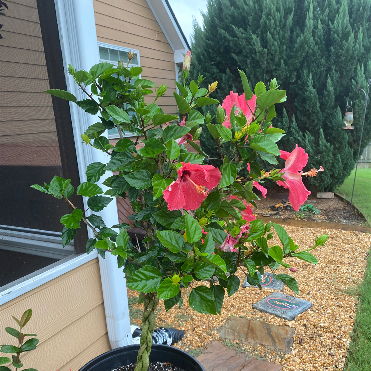Hibiscus Tree plant photo by @Tybee1213 named Eva on Greg, the plant care app.
