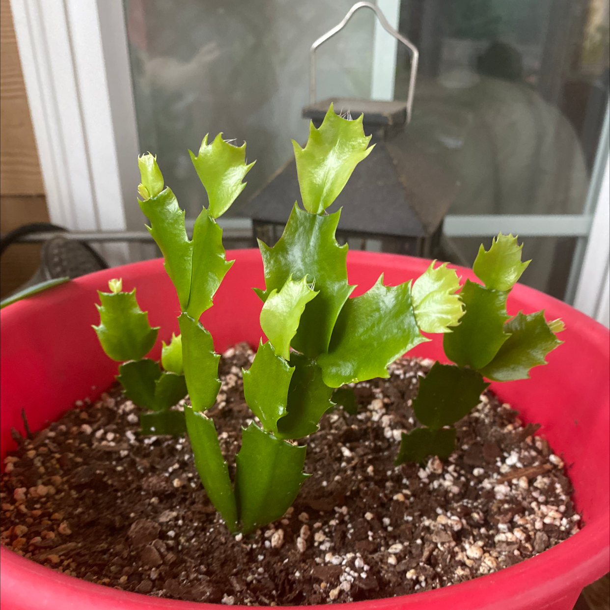 False Christmas Cactus plant photo by @Tybee1213 named Gary on Greg, the plant care app.