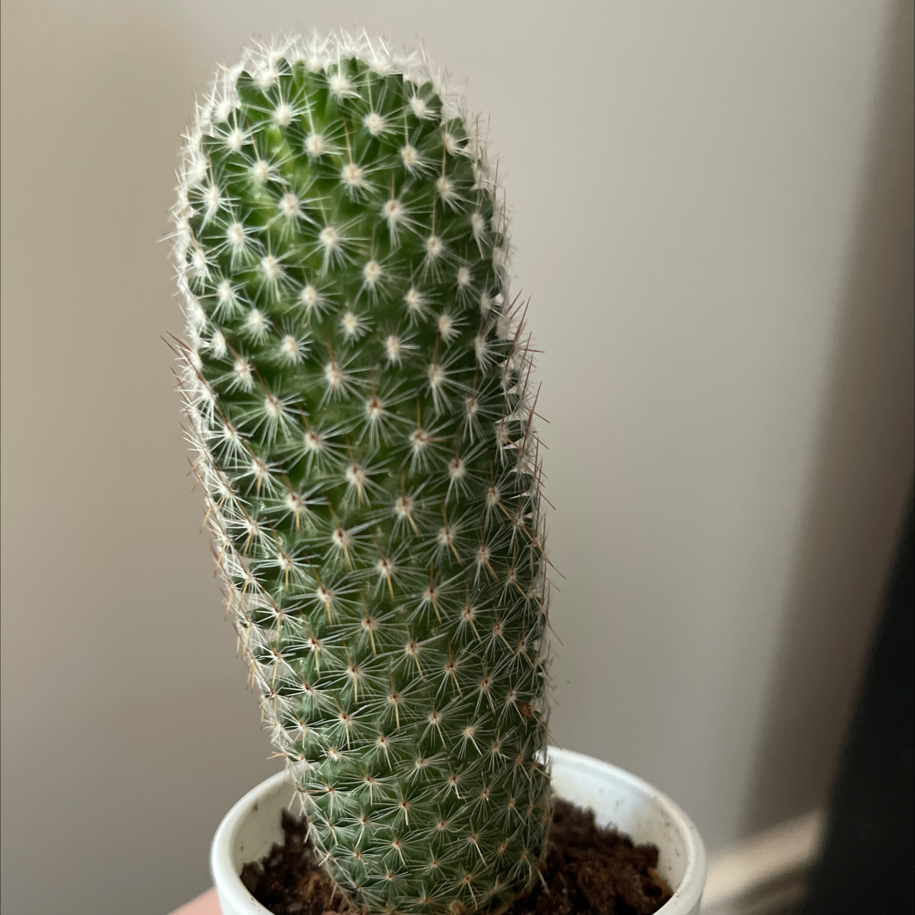 Coryphantha erecta cactus in a small pot, appears healthy.