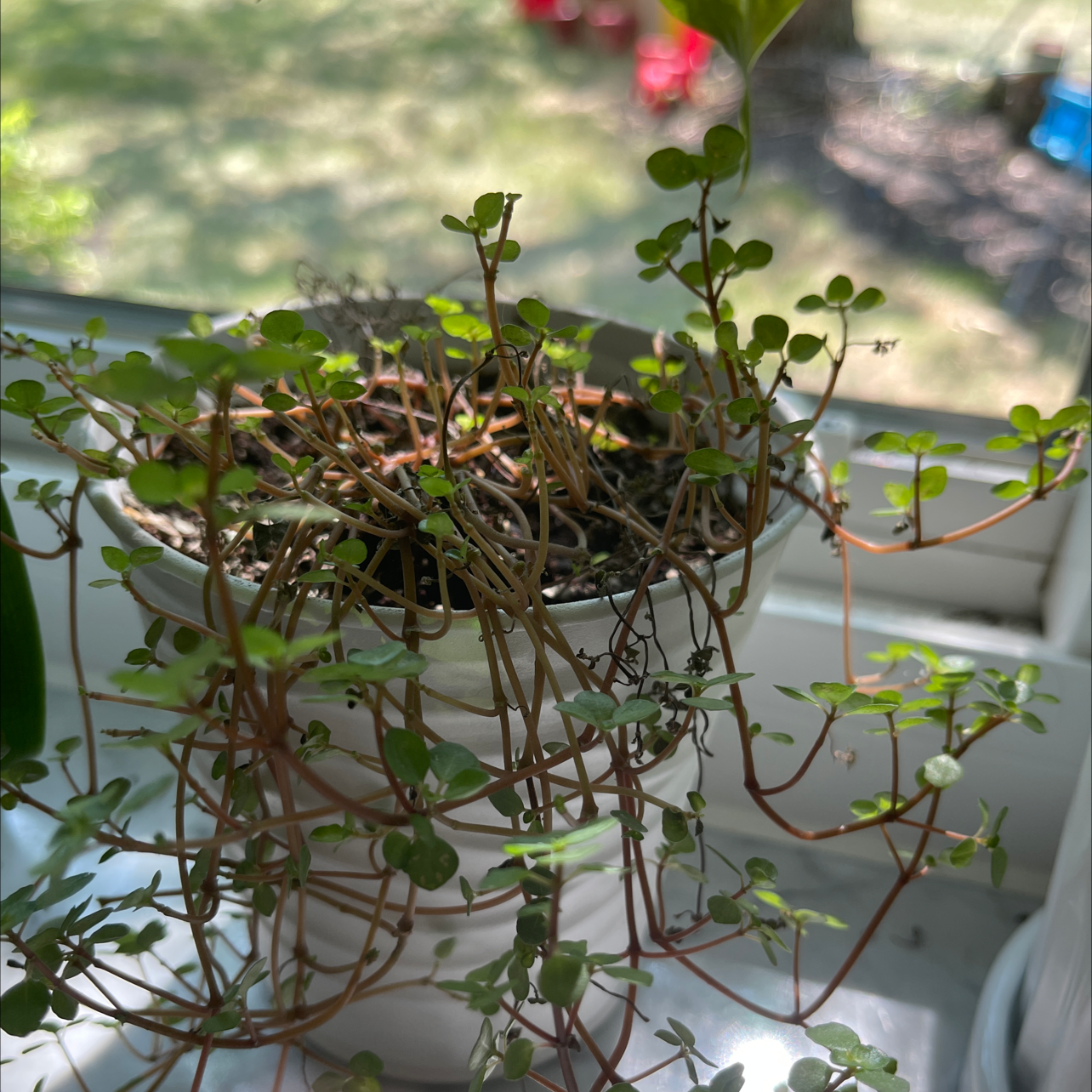 Potted Silver Spa plant with trailing stems and small round leaves, some browning visible.