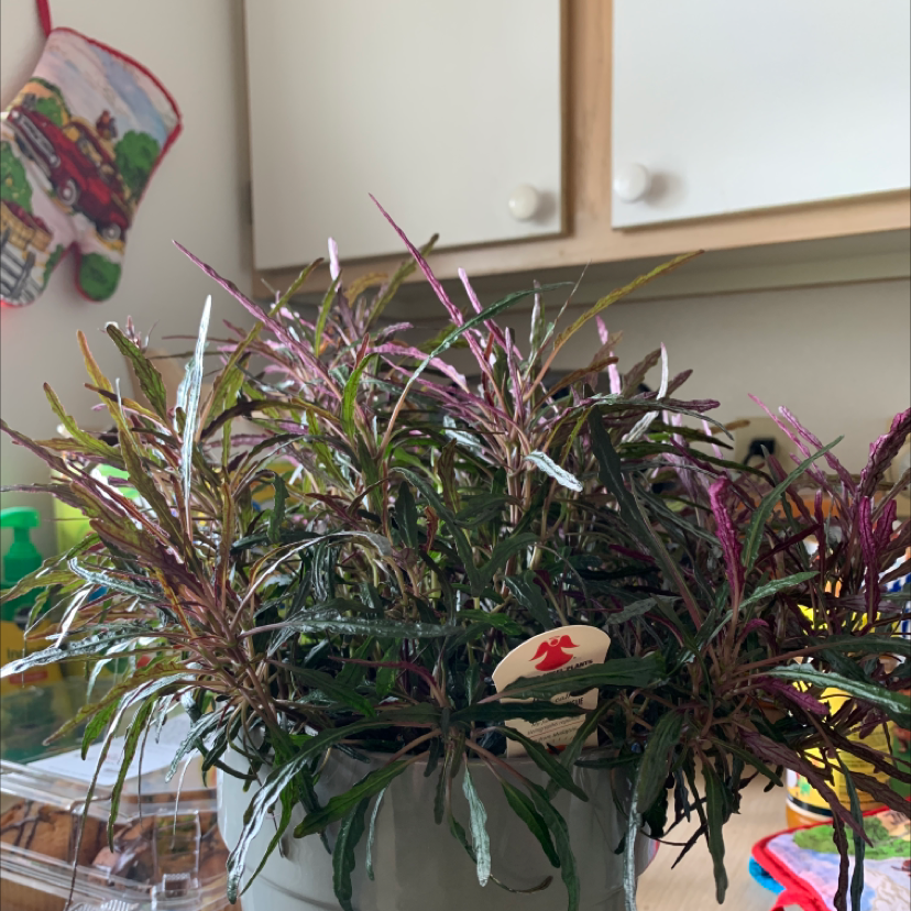 Dragon's Tongue plant in a pot indoors with green and purple leaves.