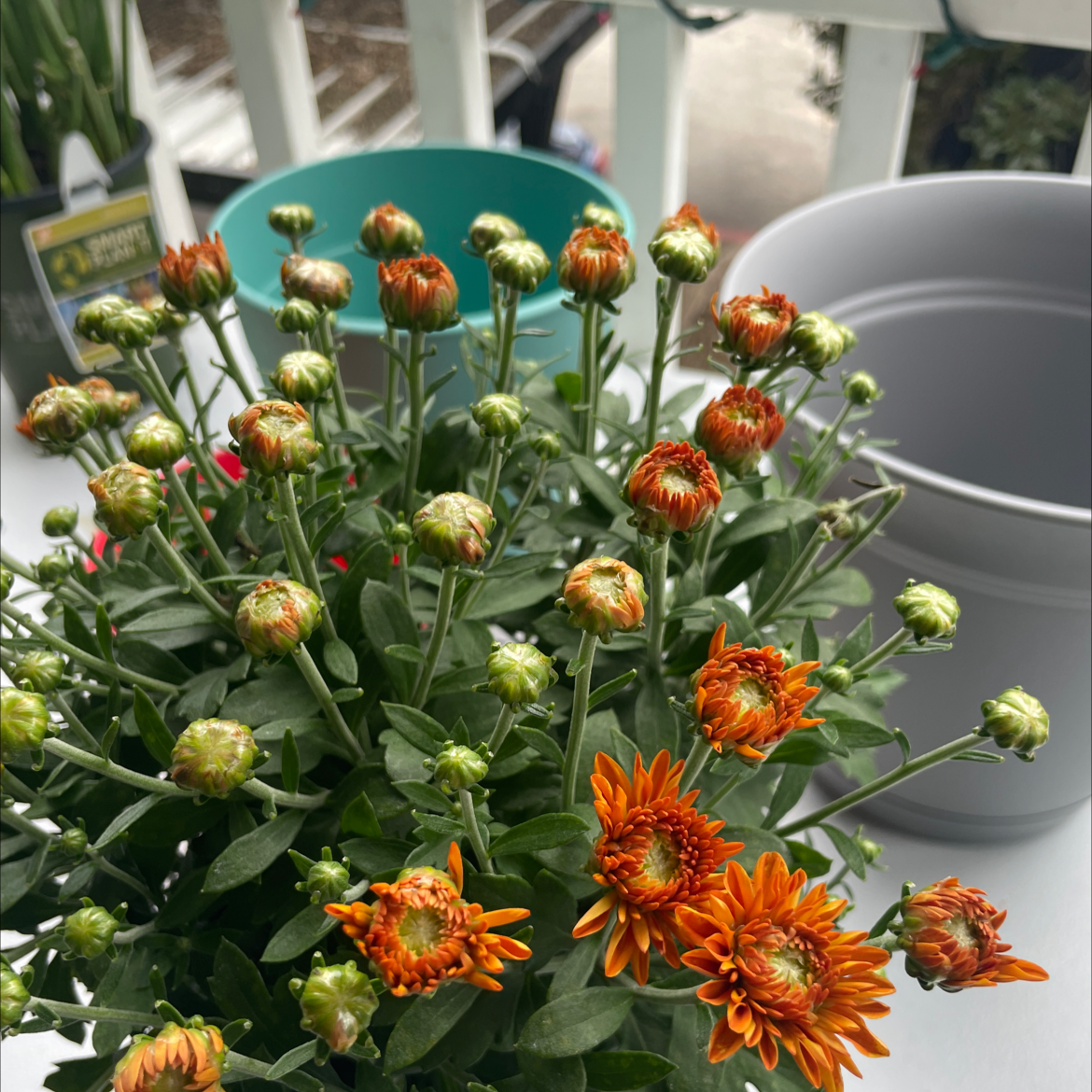 Florist's Daisy plant with orange flowers and buds, appearing healthy.