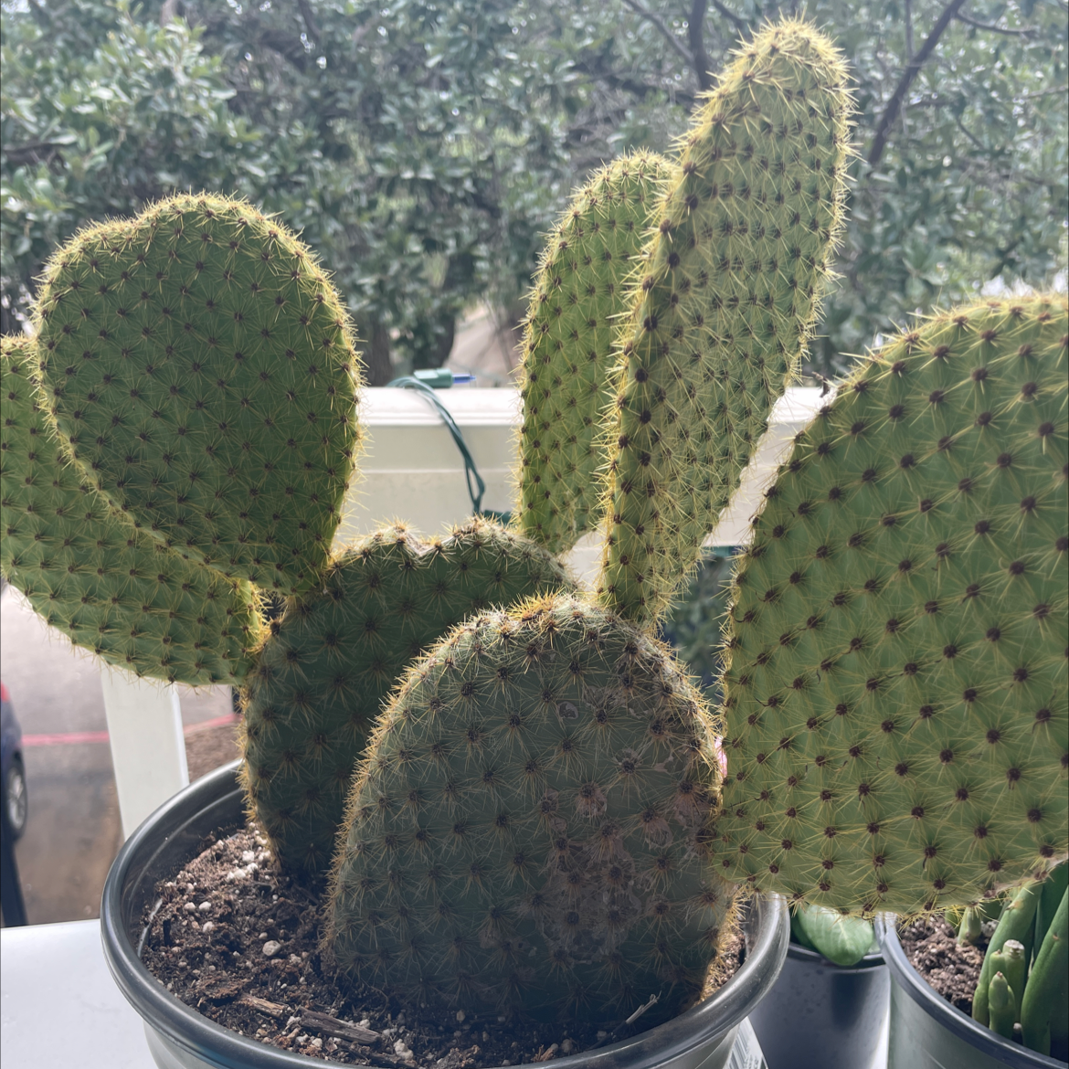 Arborescent Prickly Pear cactus in a pot, healthy and well-framed.