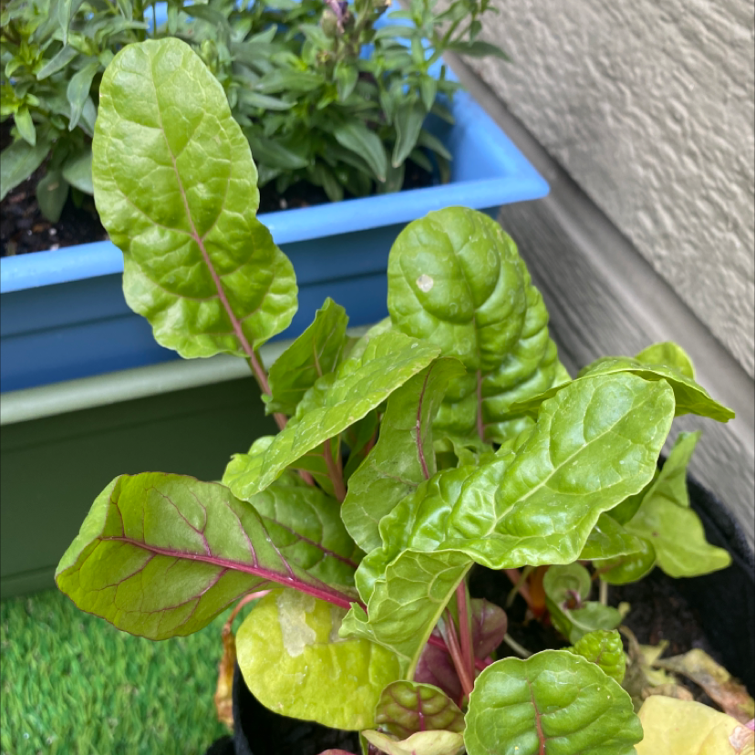 Common Beet plant with vibrant green leaves and red veins, another plant in a blue container in the background.