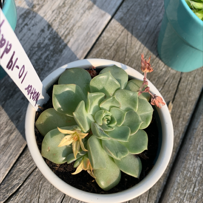 Ghost Plant plant photo by @Mightyplantdad named Gregarious on Greg, the plant care app.