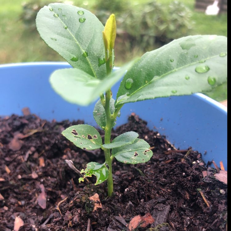 Eureka Lemon plant photo by Zoe named Athena on Greg, the plant care app.