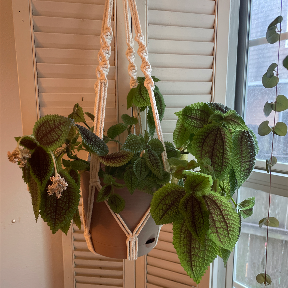 Pilea mollis plant in a hanging pot with vibrant green leaves and some flowers.