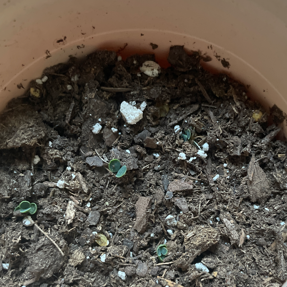 Top view of a potted Mother of Millions succulent plant in dry soil, shedding many tiny plantlets across the surface.