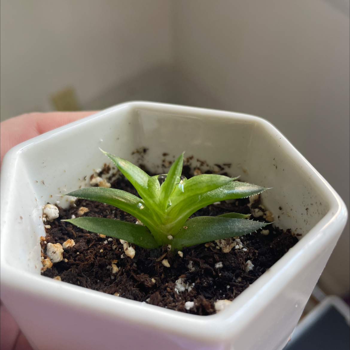 Lace Aloe plant in a white pot with visible soil, held by a hand.