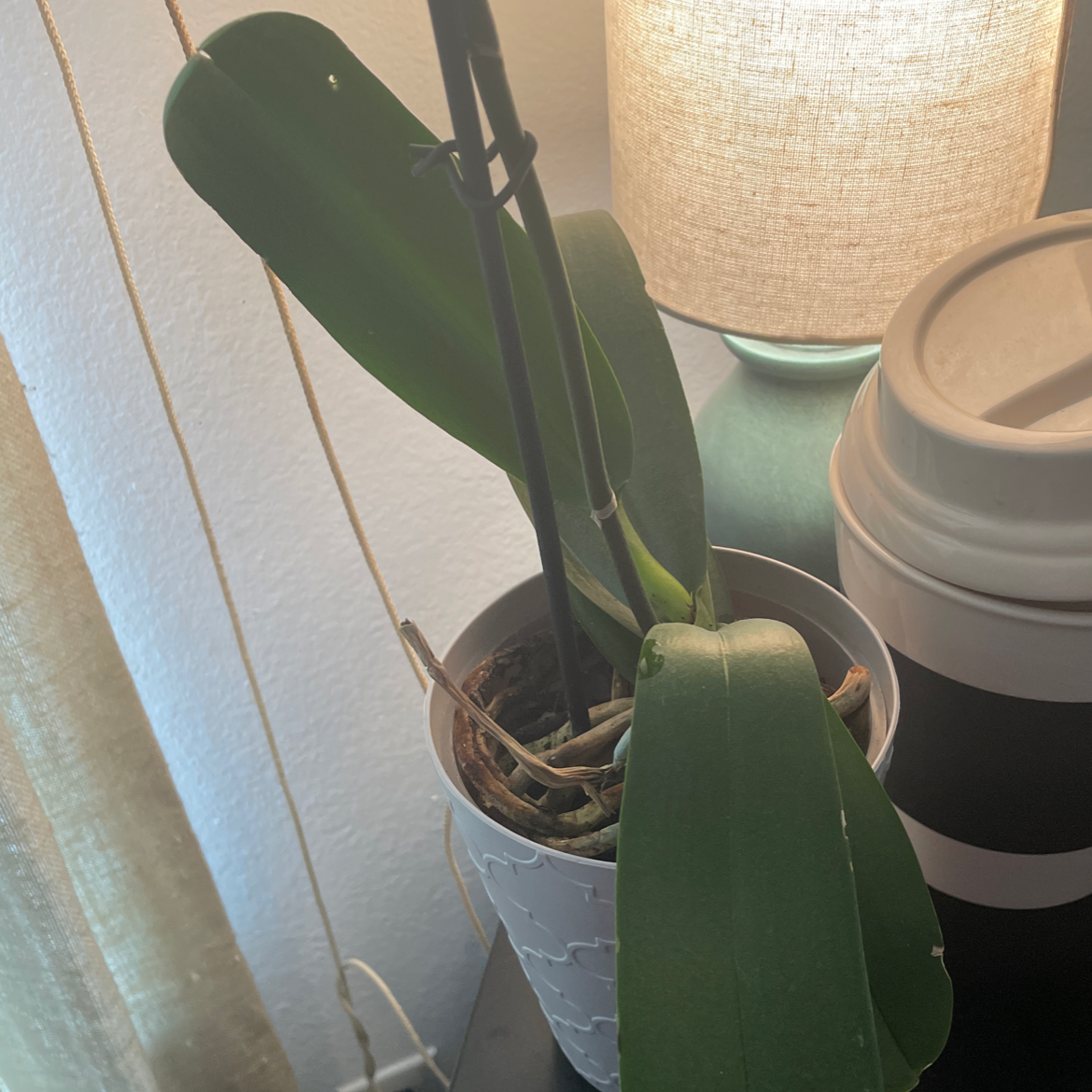 Indoor potted Noble Dendrobium plant with long green leaves near a lamp.