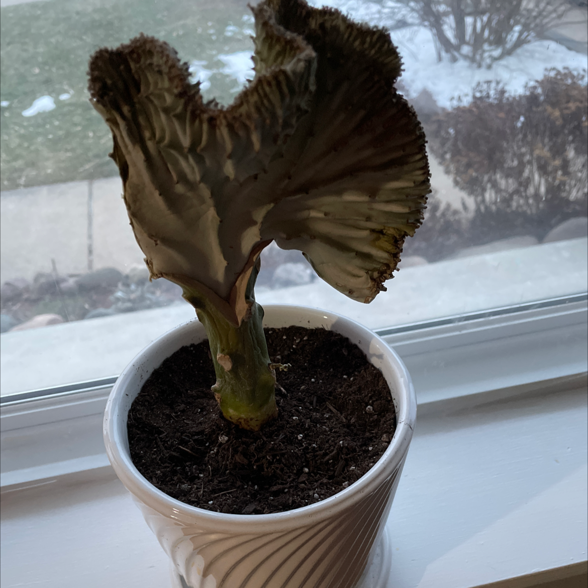 Photo of the plant species Euphorbia enopla coral by @GreenToes named Your plant on Greg, the plant care app