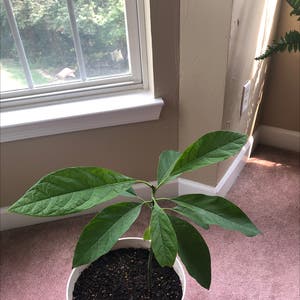 Avocado plant photo by @Alphacraze named Hector on Greg, the plant care app.