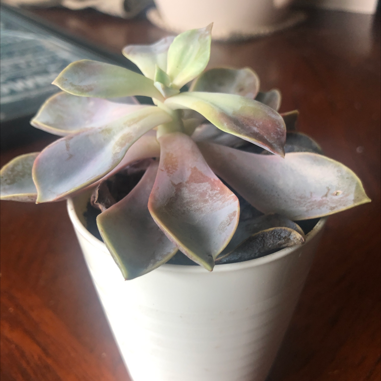 Ghost Plant plant photo by @Ana12cat named George on Greg, the plant care app.