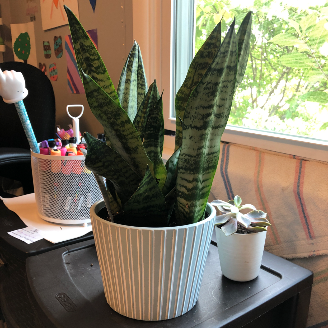 Snake Plant plant photo by @Ana12cat named Brittany the house plant on Greg, the plant care app.