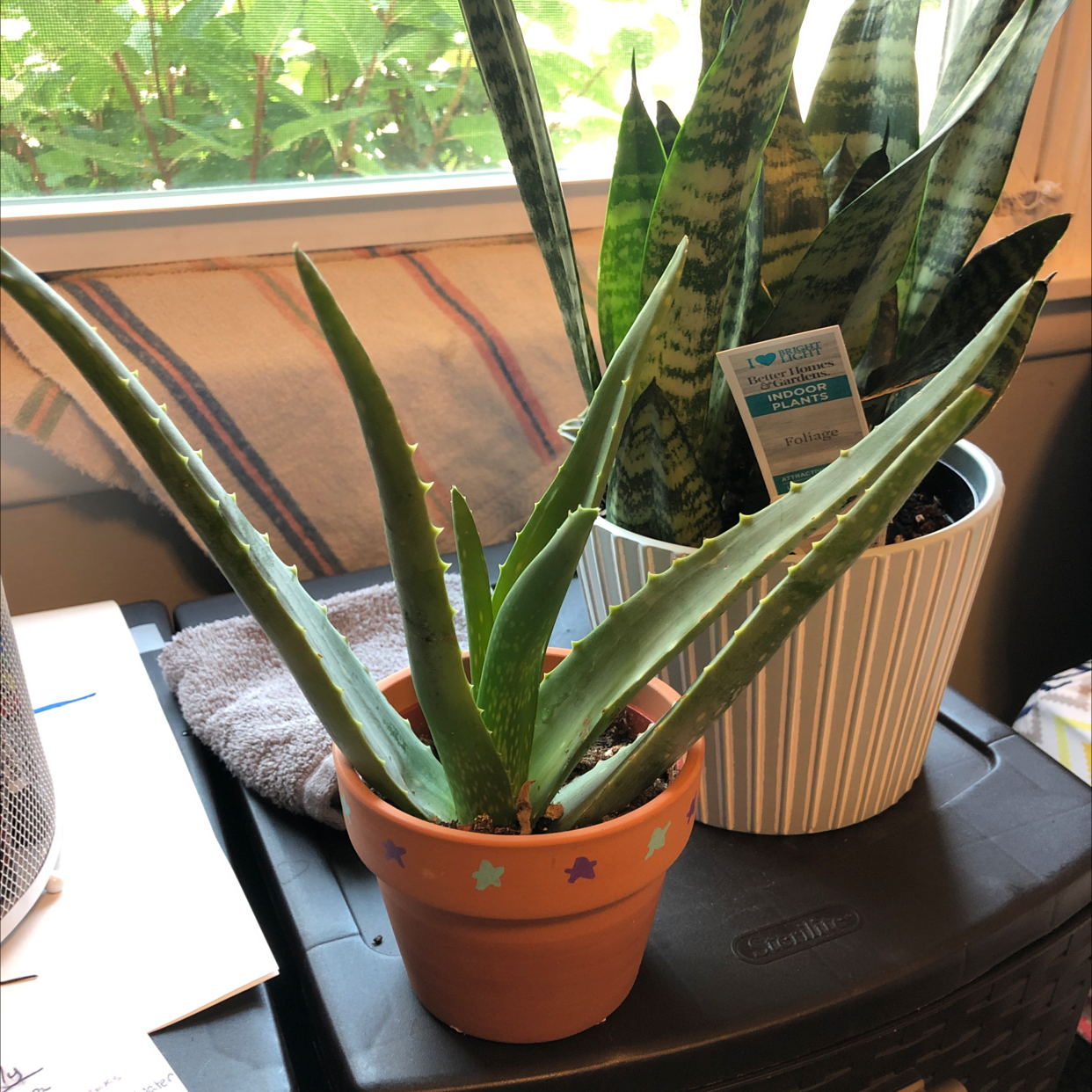 Aloe vera plant photo by @Ana12cat named Ally on Greg, the plant care app.