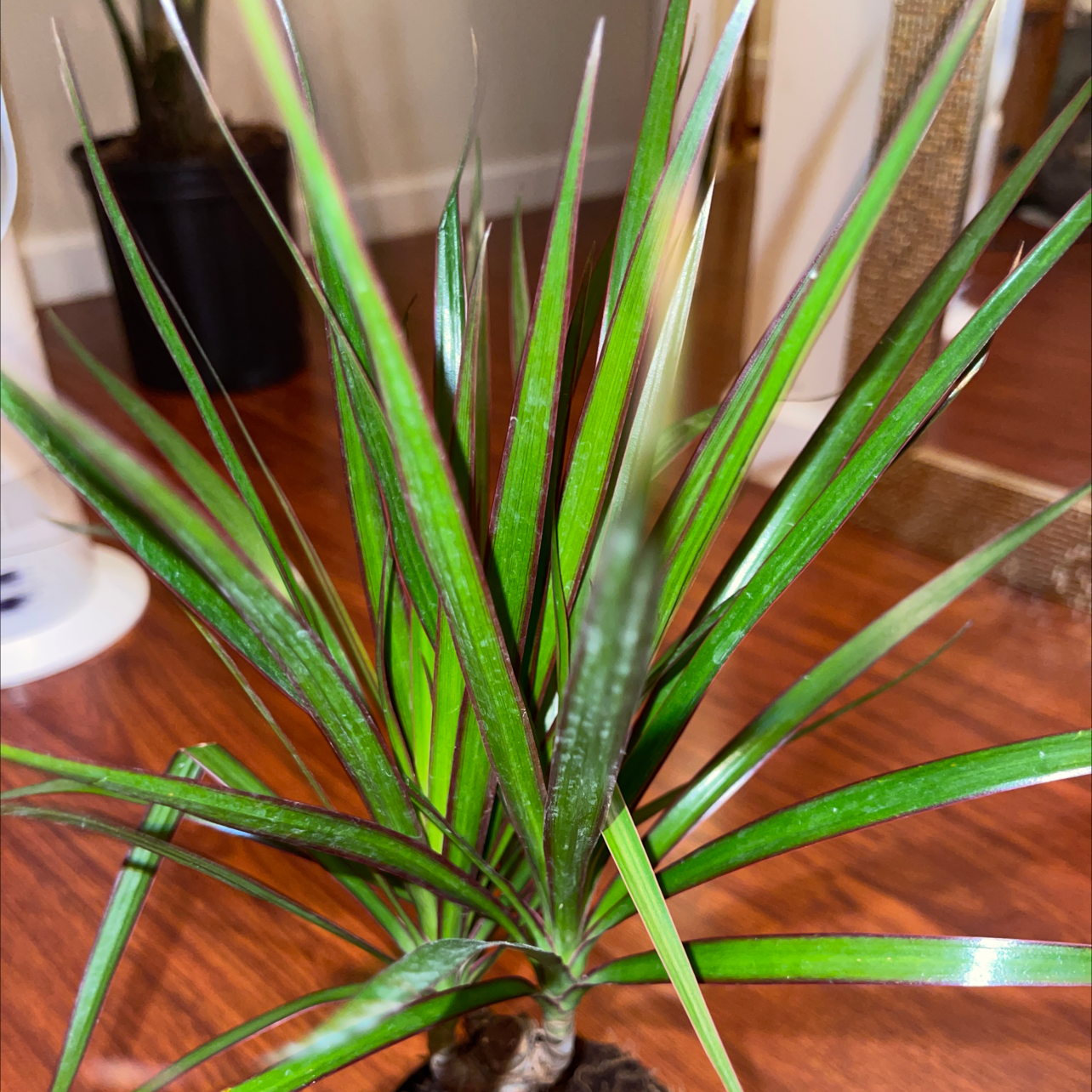 Dracaena 'Ray of Sunshine' plant with long, narrow green leaves indoors on a wooden floor.