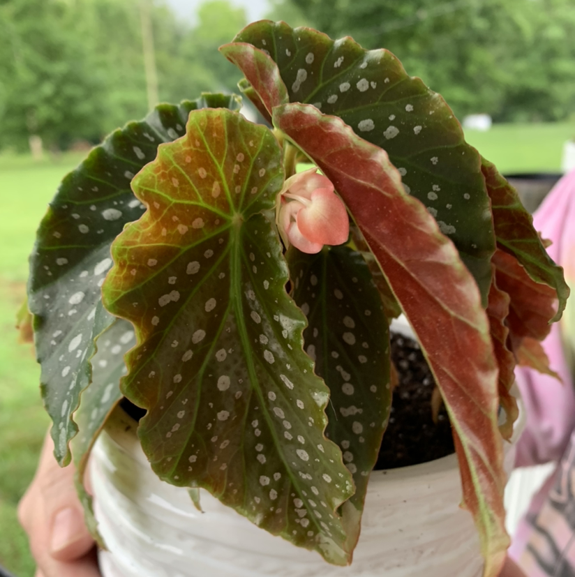 Polka Dot Begonia plant photo by Alexis named Penny on Greg, the plant care app.