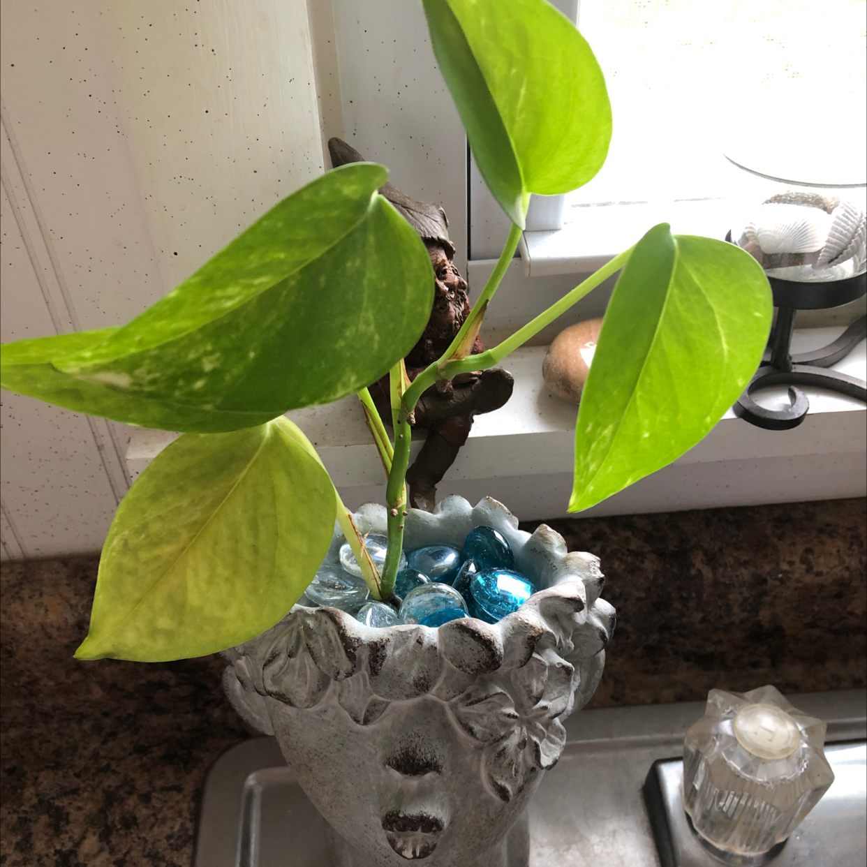 Taro Vine plant photo by @jerzgrl named Sammy🔅 on Greg, the plant care app.