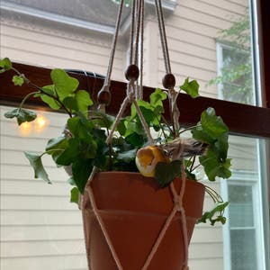 English Ivy plant photo by @Ptownnn named Penny on Greg, the plant care app.