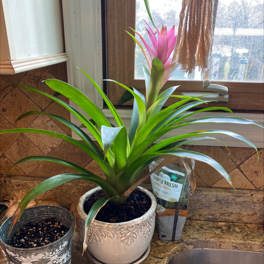 Urn Plant (Aechmea fasciata) with vibrant green leaves and a pink flower in a white pot on a kitchen counter.