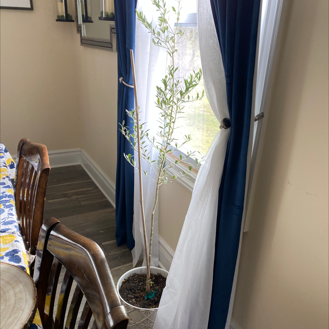 Indoor olive tree near a window with visible soil and green leaves.