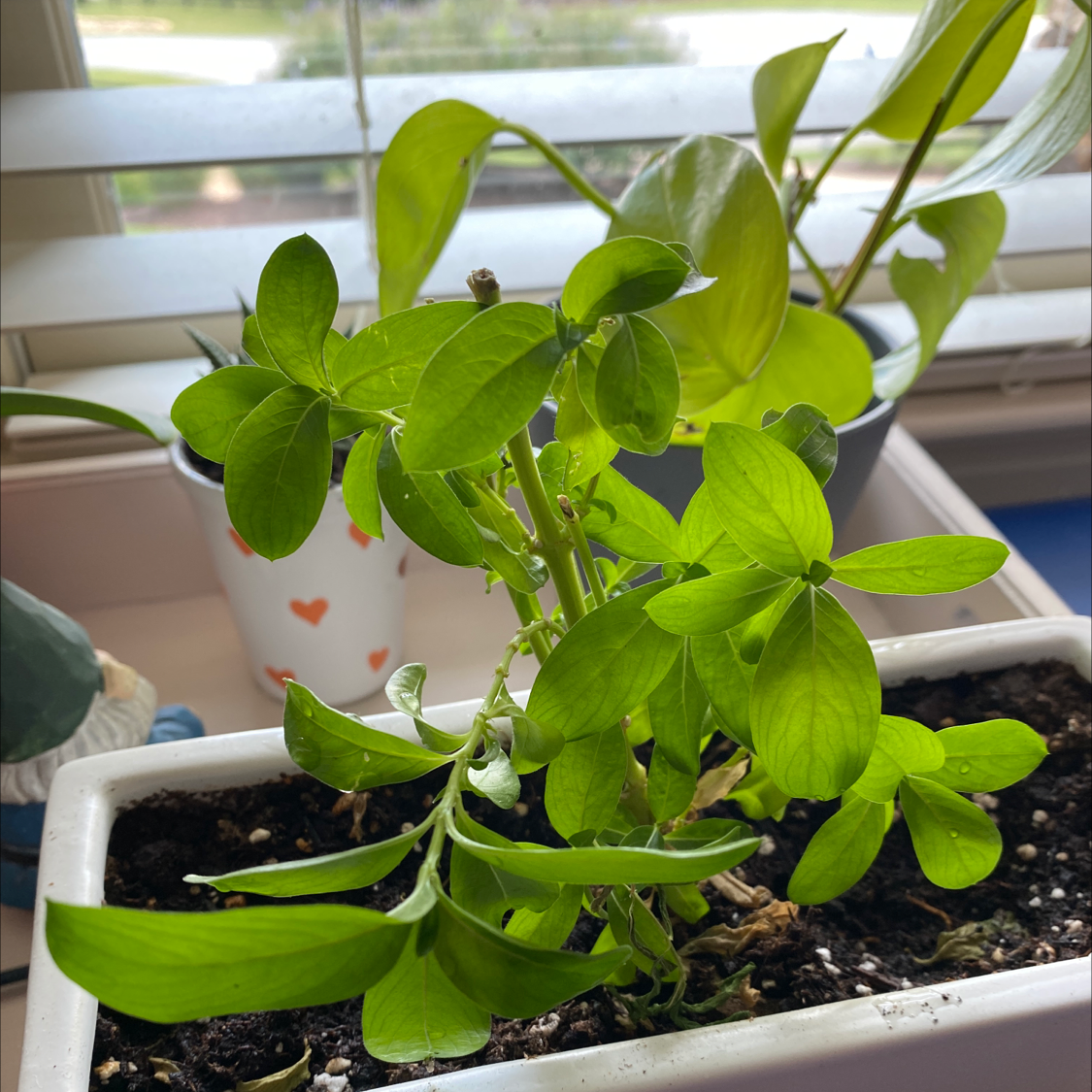 Lesser Periwinkle plant in a white pot near a window with another plant in the background.