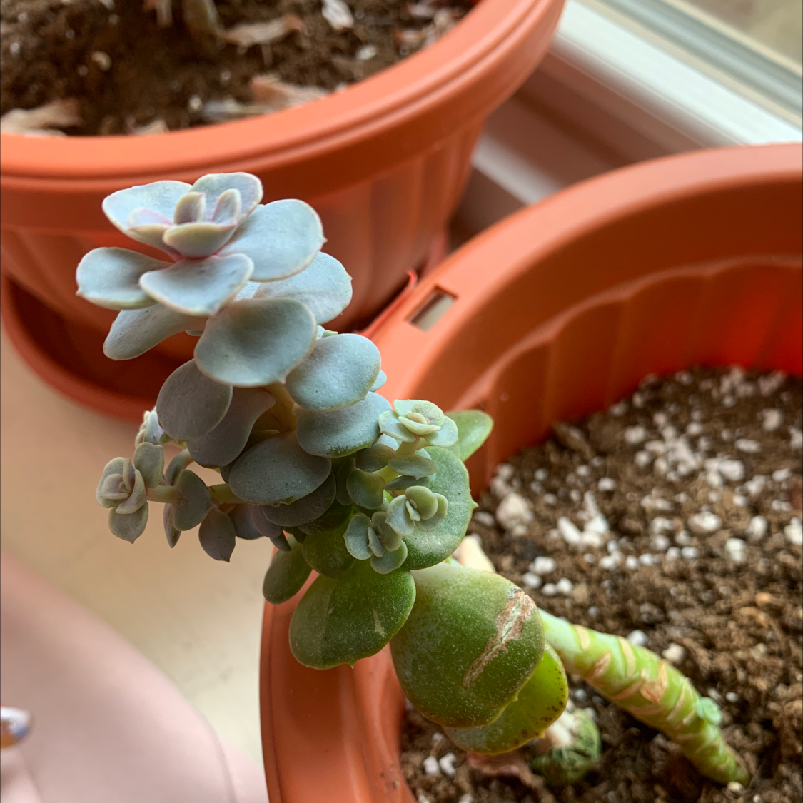 Echeveria laui succulent plant in a pot with visible soil.