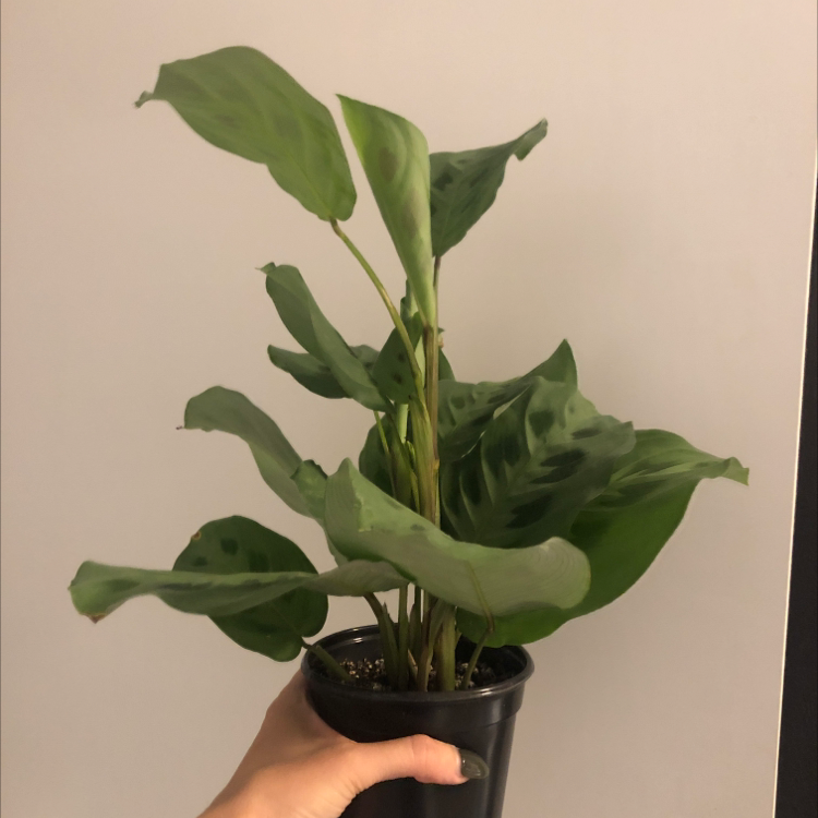 Photo of the plant species Variegated Prayer Plant by @upliftofhowlites named Baby on Greg, the plant care app