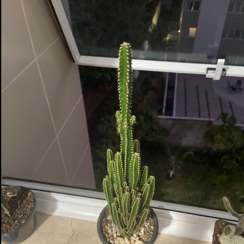 Night-Blooming Cereus plant on a windowsill, healthy and well-framed.