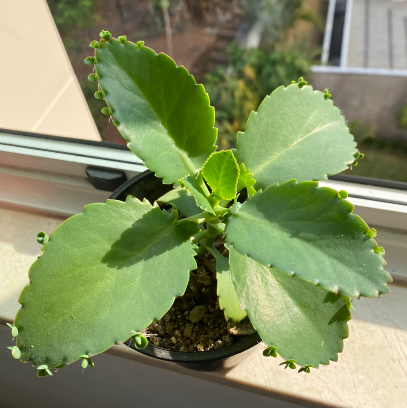 Photo of the plant species Cathedral Bells by @Manera named Reneza on Greg, the plant care app