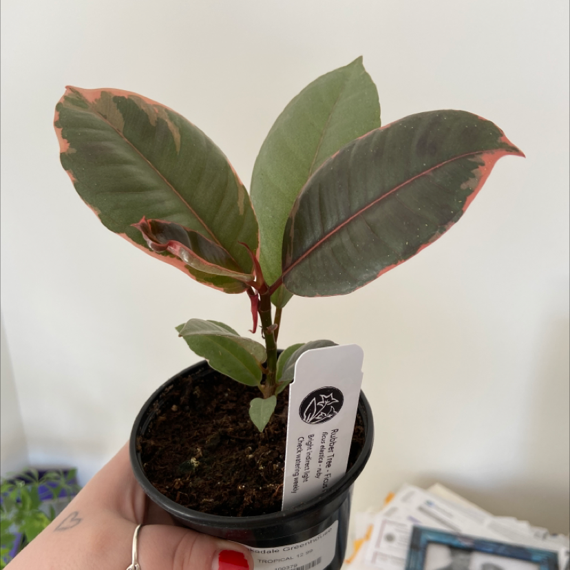 Ficus 'Ruby' plant with variegated leaves in a small pot, held by a hand.