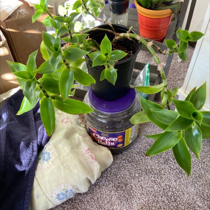 Basket Plant in a black pot placed on a container, with healthy green leaves.