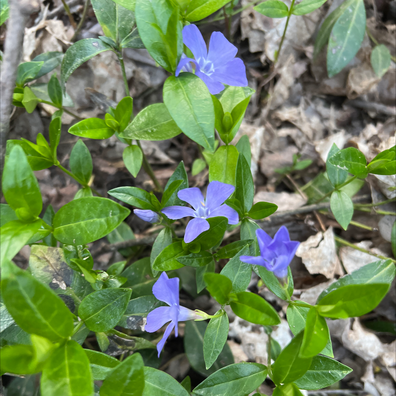 Lesser Periwinkle plant with green leaves and blue-purple flowers.