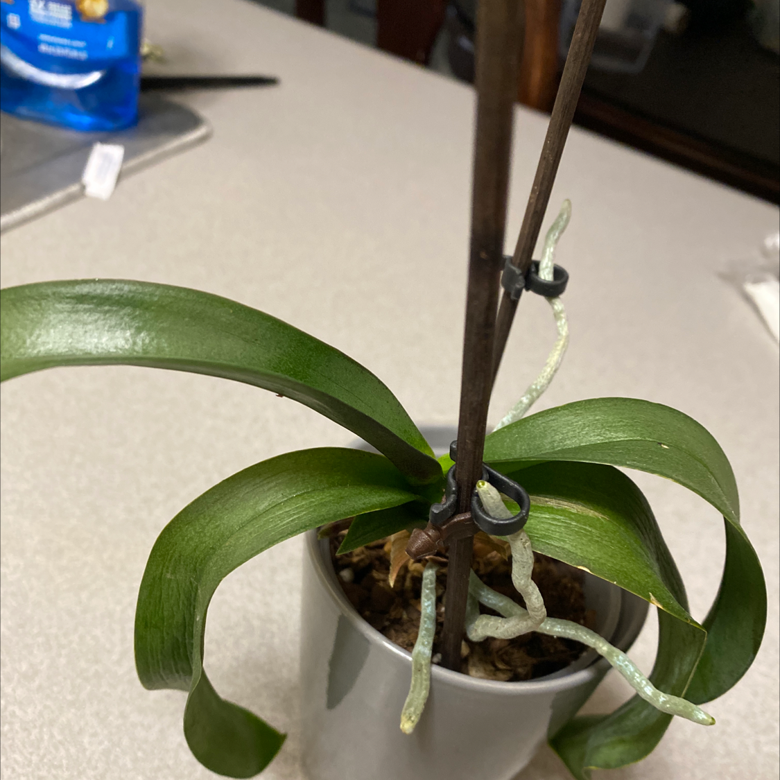 Black Velvet Jewel Orchid in a pot with healthy green leaves and aerial roots.